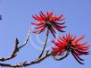 Erythrina speciosa