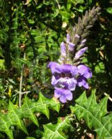 Acanthus eminens