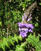 Acanthus eminens