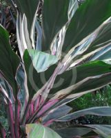 Cordyline fruticosa Pink Diamond