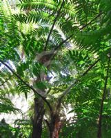 Cyathea baileyana