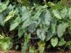 Colocasia esculenta Fontanesii