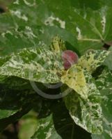 Ficus aspera Parcellii