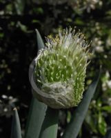 Allium ampeloprasum Carentan Giant