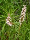 Dracophyllum secundum