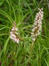 Dracophyllum secundum