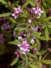 Boronia mollis Lorne Pride