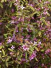 Boronia mollis Lorne Pride