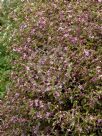 Boronia mollis Lorne Pride