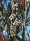 Hakea bucculenta