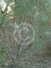 Hakea bucculenta