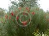 Hakea bucculenta