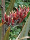 Phormium tenax Purpureum Group