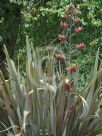 Phormium tenax Purpureum Group