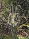 Phormium tenax Purpureum Group