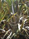 Phormium tenax Purpureum Group