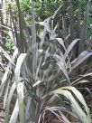 Phormium tenax Purpureum Group