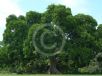 Ficus altissima