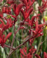 Anigozanthos Big Red