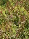 Nandina domestica Gulf Stream