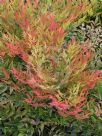 Nandina domestica Gulf Stream