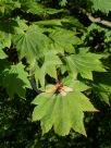 Acer japonicum Vitifolium
