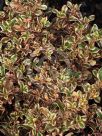 Coprosma Rainbow Surprise