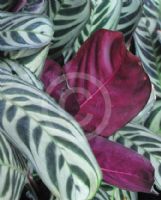 Calathea concinna