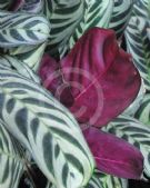 Calathea concinna