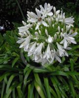 Agapanthus praecox Albiflorus