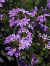 Scaevola aemula Bushy Blue