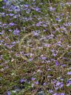 Scaevola aemula Bushy Blue