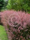 Berberis thunbergii atropurpurea Rose Glow