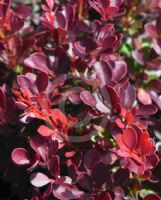 Berberis thunbergii atropurpurea Atropurpurea Nana