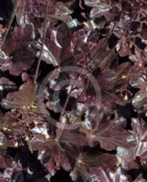 Heuchera Obsidian