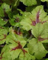 Heucherella Sunspot