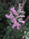 Erica verticillata