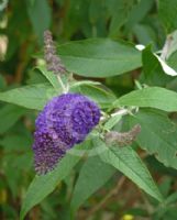 Buddleja davidii Black Knight