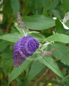 Buddleja davidii Black Knight