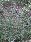 Buddleja davidii Black Knight