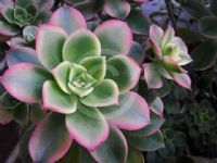 Aeonium Tricolor