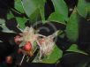 Syzygium australe Elite