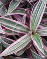 Tradescantia spathacea Hawaiian Dwarf