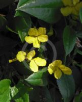 Goodenia ovata Gold Cover