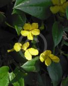 Goodenia ovata Gold Cover