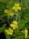 Goodenia ovata Gold Cover