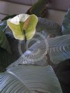 Spathiphyllum Sensation