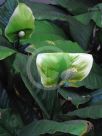 Spathiphyllum Sensation