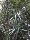 Dracophyllum traversii