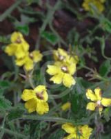 Goodenia heterophylla